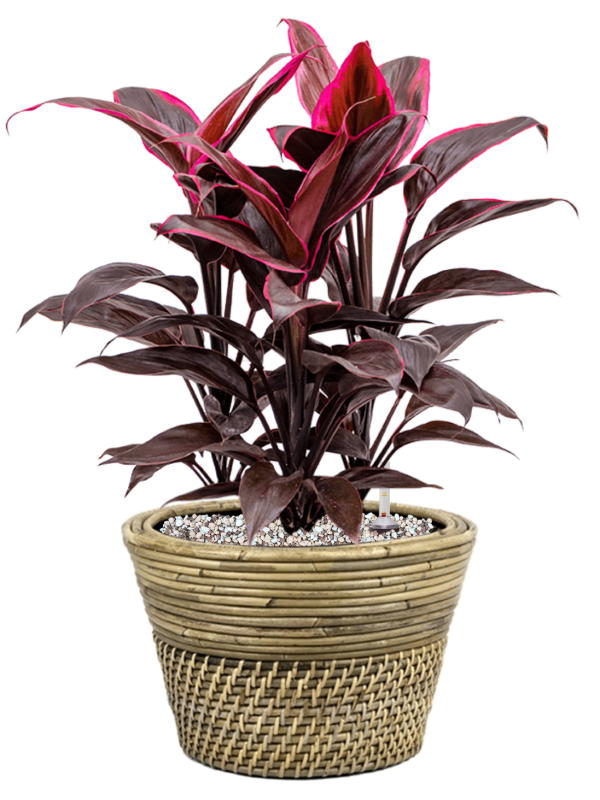 Ansamblu D27xH45cm cu planta naturala Cordyline fruticosa 'Mambo' in ghiveci Drypot Rattan all inclusive set cu granule decorative