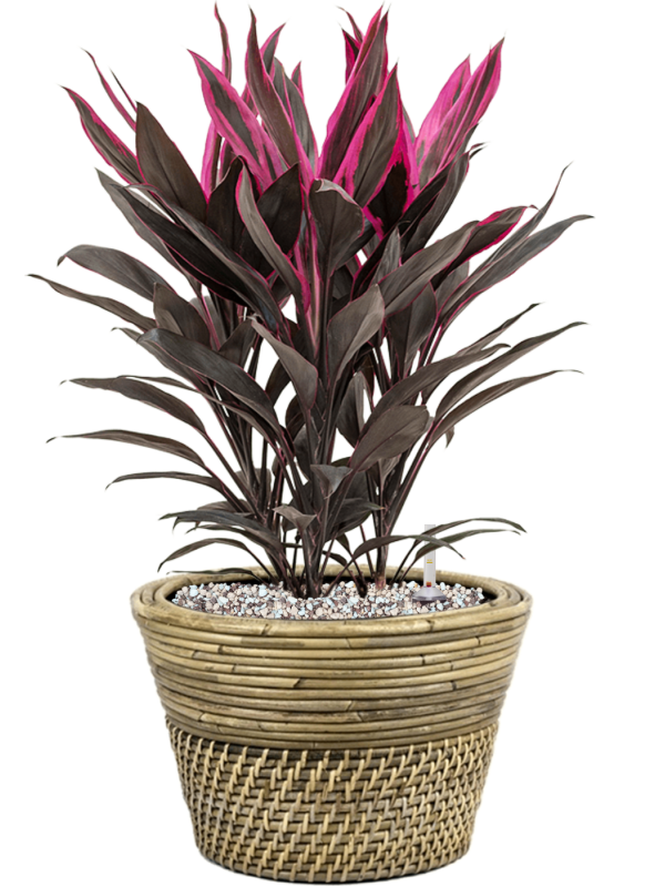 Ansamblu D27xH46cm cu planta naturala Cordyline fruticosa 'Tango' in ghiveci Drypot Rattan all inclusive set cu granule decorative