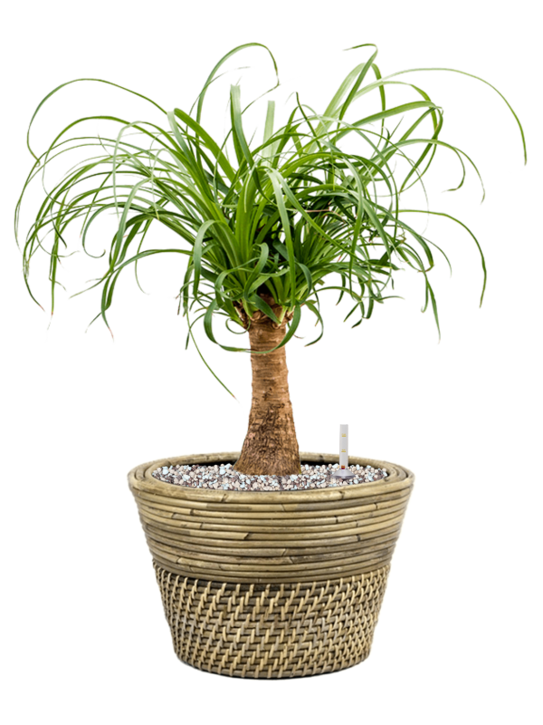 Ansamblu D27xH47cm cu planta naturala Beaucarnea recurvata in ghiveci Drypot Rattan all inclusive set cu granule decorative
