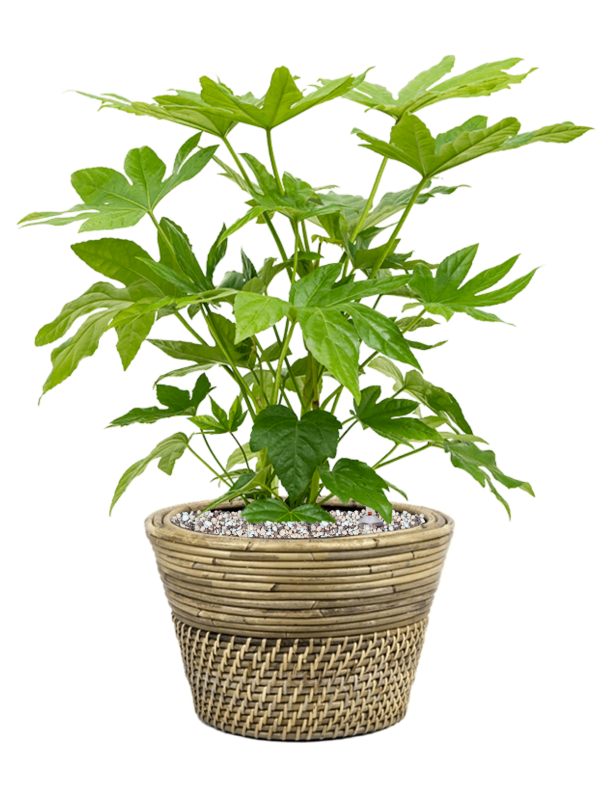 Ansamblu D27xH47cm cu planta naturala Fatsia japonica in ghiveci Drypot Rattan all inclusive set cu granule decorative