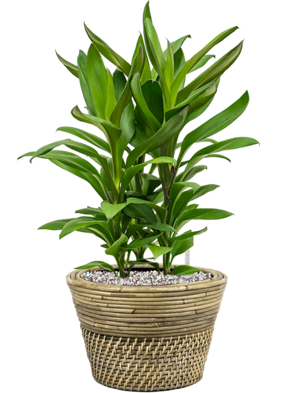 Ansamblu D27xH51cm cu planta naturala Cordyline fruticosa' Glauca' in ghiveci Drypot Rattan all inclusive set cu granule decorative
