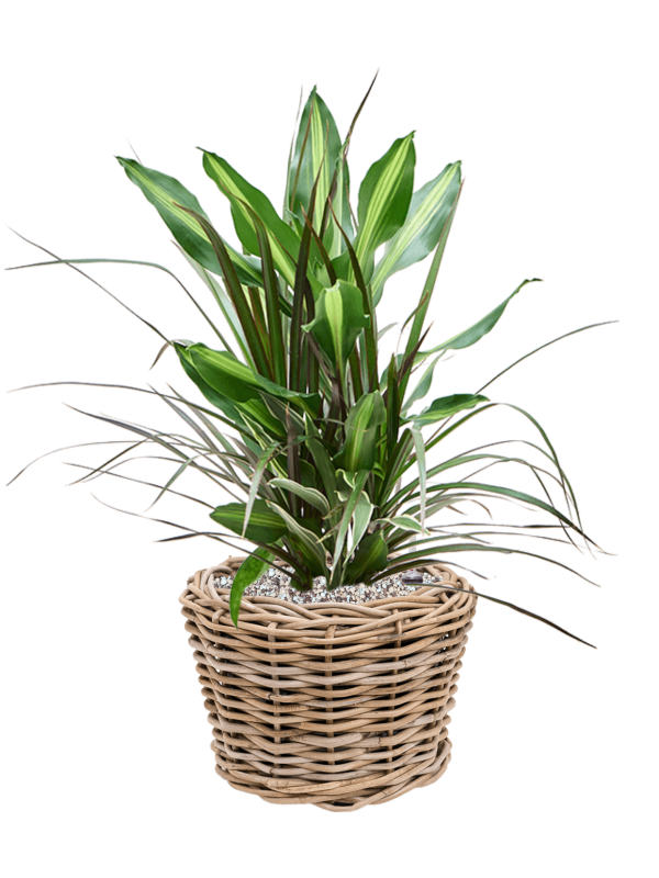 Ansamblu D27xH56cm cu planta naturala Dracaena combo in ghiveci Drypot Rattan all inclusive set cu granule decorative