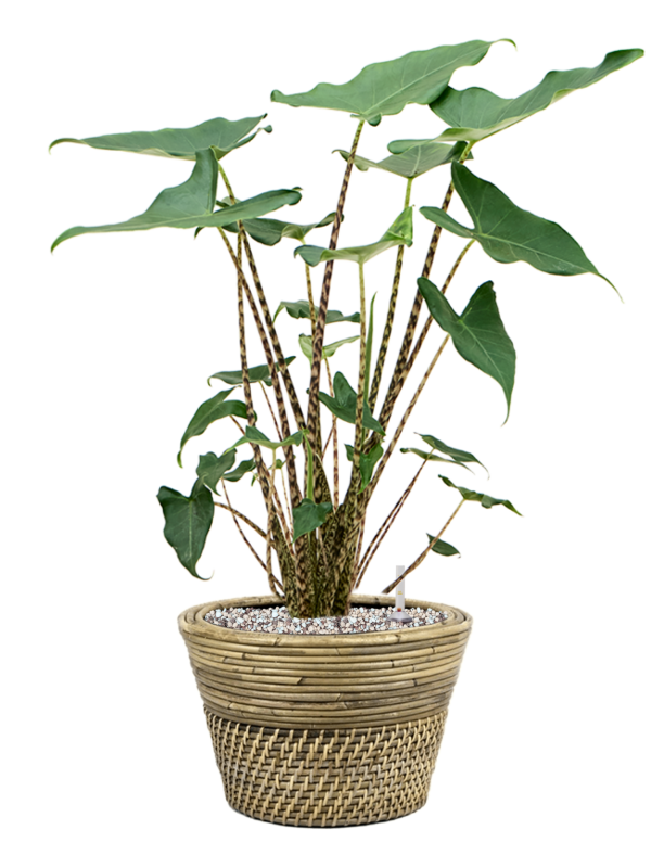 Ansamblu D27xH57cm cu planta naturala Alocasia zebrina 'Siberian Tiger' in ghiveci Drypot Rattan all inclusive set cu granule decorative