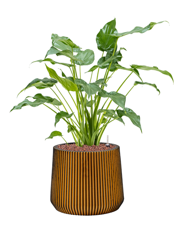 Ansamblu D27xH61cm cu planta naturala Alocasia cucullata in ghiveci Capi Nature Groove all inclusive set cu granule decorative