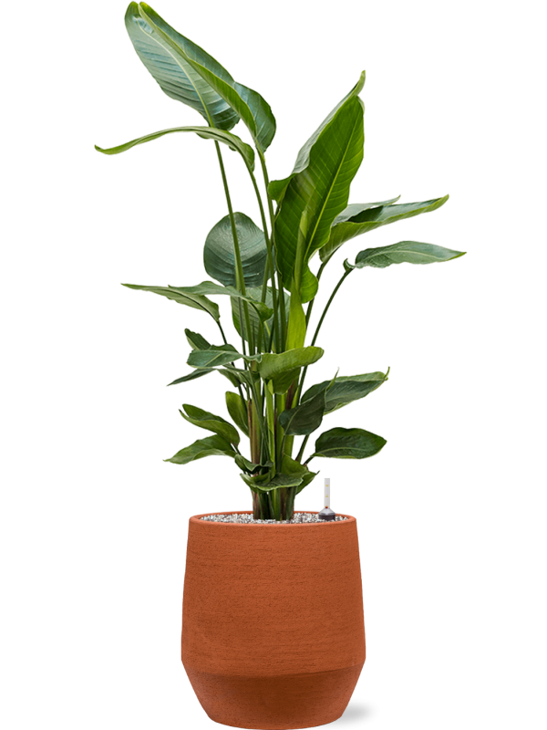 Ansamblu D28.5xH112cm cu planta naturala Strelitzia nicolai in ghiveci Humus all inclusive set cu granule decorative