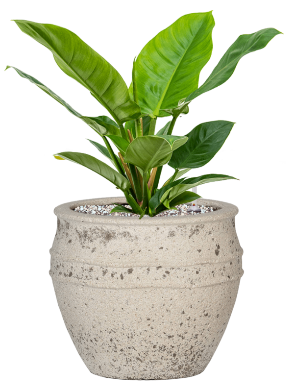 Ansamblu D28.5xH48cm cu planta naturala Philodendron 'Imperial Green' in ghiveci Mediterranean all inclusive set cu granule decorative