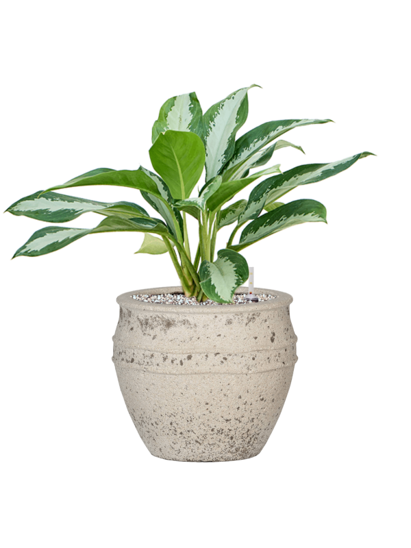 Ansamblu D28.5xH51cm cu planta naturala Aglaonema 'Diamond Bay' in ghiveci Mediterranean all inclusive set cu granule decorative