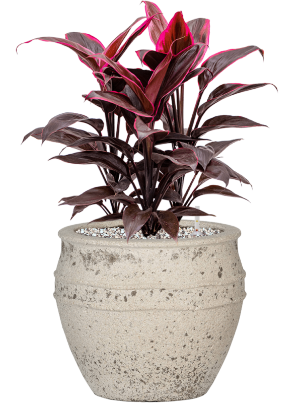 Ansamblu D28.5xH52cm cu planta naturala Cordyline fruticosa 'Mambo' in ghiveci Mediterranean all inclusive set cu granule decorative