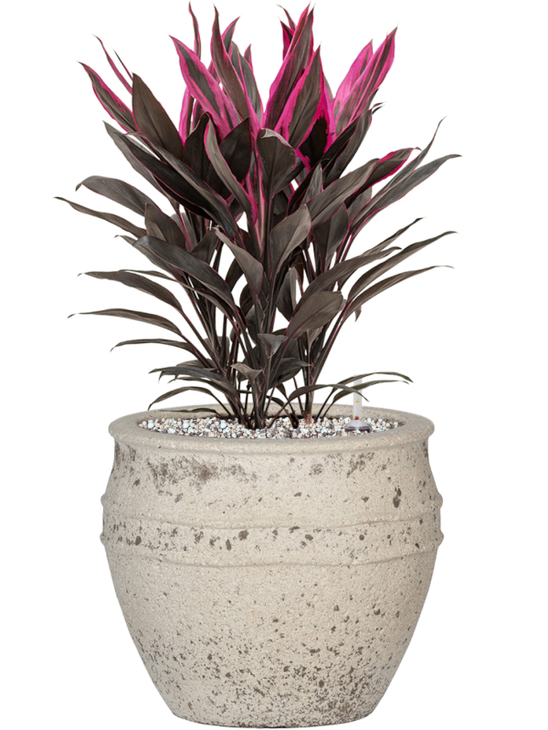 Ansamblu D28.5xH53cm cu planta naturala Cordyline fruticosa 'Tango' in ghiveci Mediterranean all inclusive set cu granule decorative