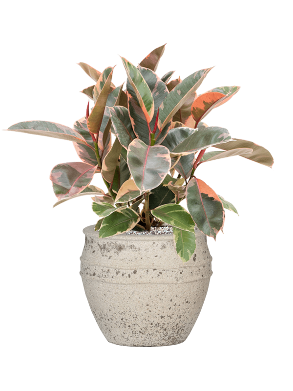 Ansamblu D28.5xH57cm cu planta naturala Ficus elastica 'Belize' in ghiveci Mediterranean all inclusive set cu granule decorative