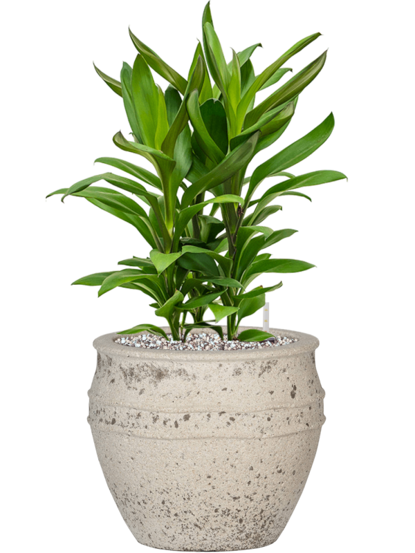 Ansamblu D28.5xH58cm cu planta naturala Cordyline fruticosa' Glauca' in ghiveci Mediterranean all inclusive set cu granule decorative
