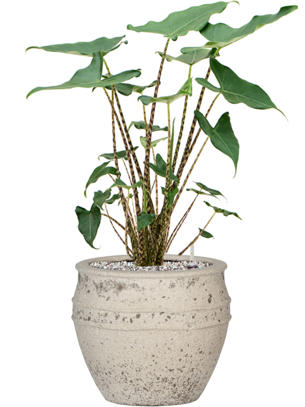 Ansamblu D28.5xH63cm cu planta naturala Alocasia zebrina 'Siberian Tiger' in ghiveci Mediterranean all inclusive set cu granule decorative