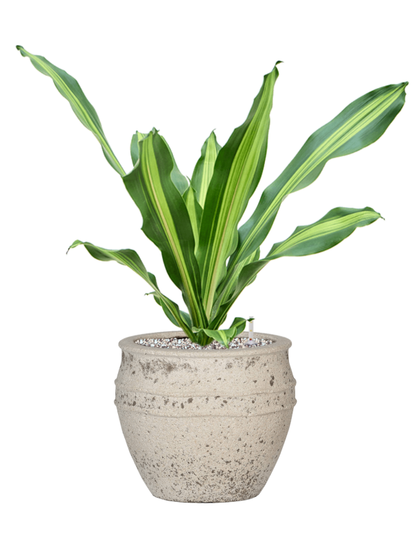 Ansamblu D28.5xH63cm cu planta naturala Dracaena fragrans 'Burley' in ghiveci Mediterranean all inclusive set cu granule decorative