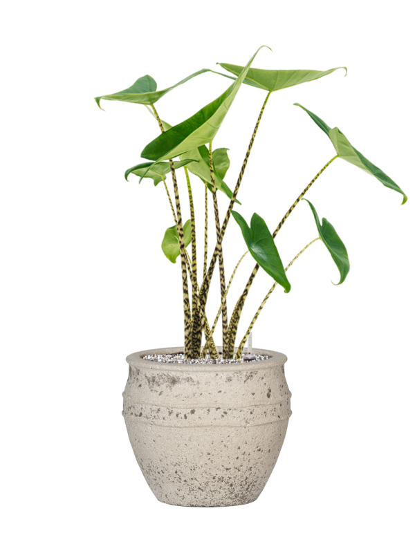 Ansamblu D28.5xH68cm cu planta naturala Alocasia zebrina in ghiveci Mediterranean all inclusive set cu granule decorative