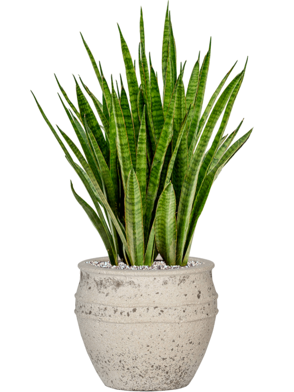 Ansamblu D28.5xH68cm cu planta naturala Sansevieria kirkii in ghiveci Mediterranean all inclusive set cu granule decorative