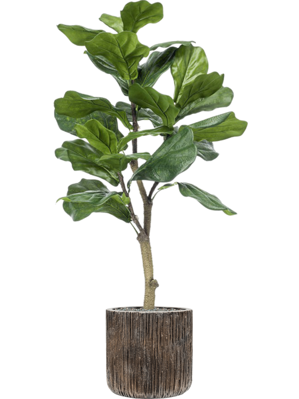 Ansamblu D28xH116cm cu planta naturala Ficus lyrata in ghiveci Baq Luxe Lite Universe Waterfall all inclusive set cu granule decorative