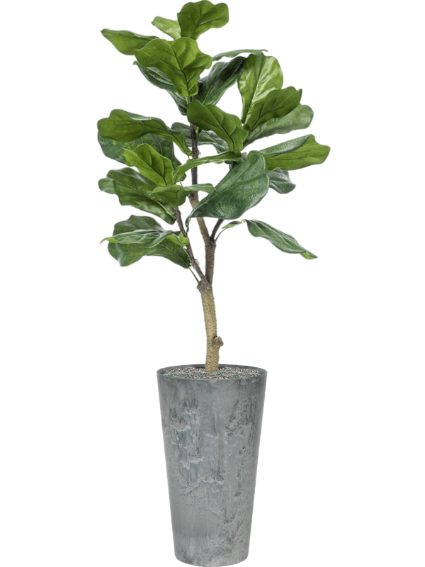 Ansamblu D28xH137cm cu planta naturala Ficus lyrata in ghiveci Artstone all inclusive set cu granule decorative