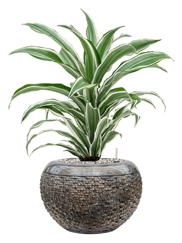 Ansamblu D28xH59cm cu planta naturala Dracaena fragrans 'White Jewel' in ghiveci Baq Luxe Lite Layer all inclusive set cu granule decorative