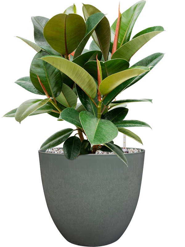 Ansamblu D28xH59cm cu planta naturala Ficus elastica 'Robusta' in ghiveci Artstone all inclusive set cu granule decorative