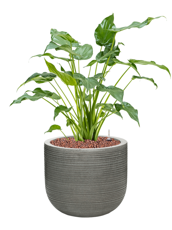 Ansamblu D28xH63cm cu planta naturala Alocasia cucullata in ghiveci Ridged Horizontally all inclusive set cu granule decorative