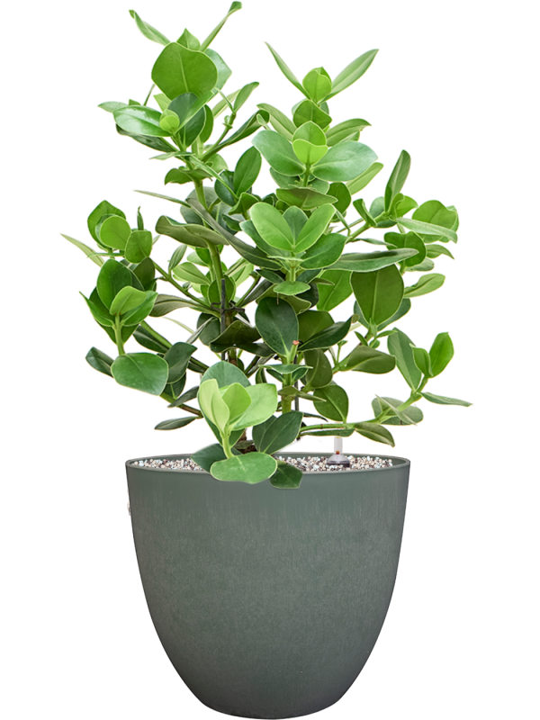 Ansamblu D28xH64cm cu planta naturala Clusia rosea 'Princess' in ghiveci Artstone all inclusive set cu granule decorative