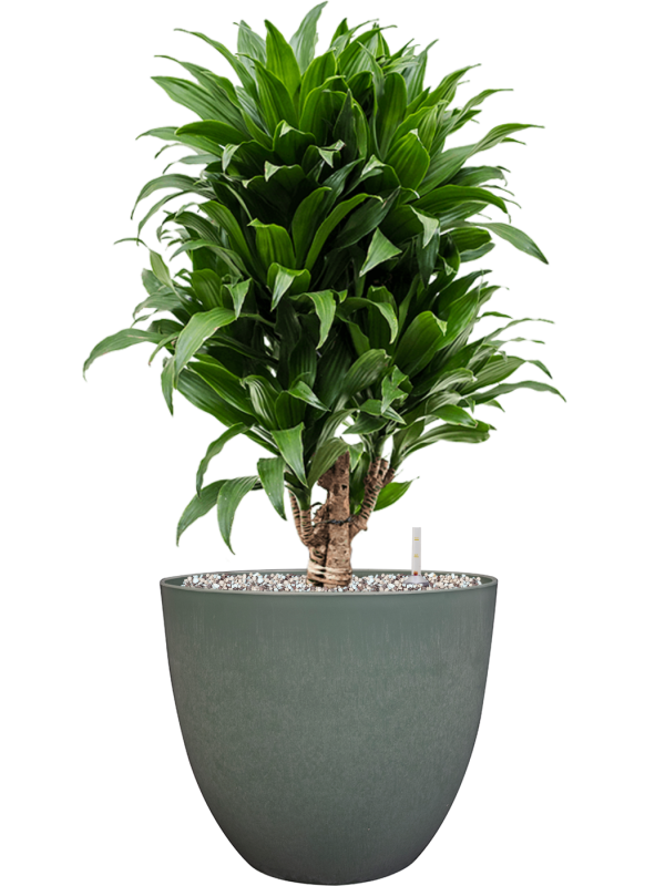 Ansamblu D28xH67cm cu planta naturala Dracaena fragrans 'Compacta' in ghiveci Artstone all inclusive set cu granule decorative