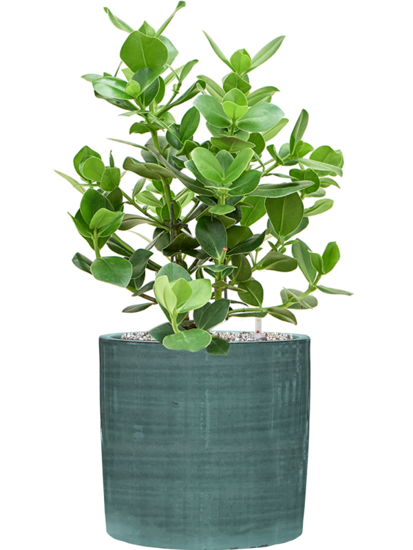 Ansamblu D28xH68cm cu planta naturala Clusia rosea 'Princess' in ghiveci Plain Striped all inclusive set cu granule decorative