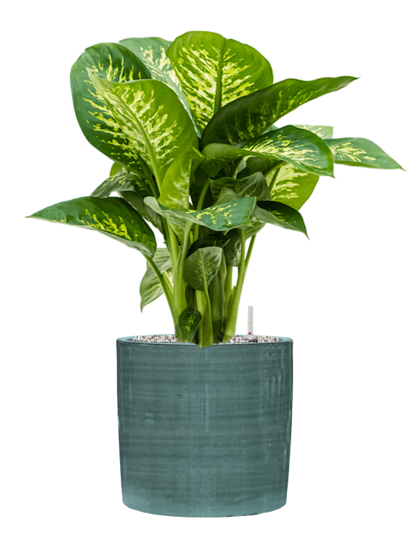Ansamblu D28xH72cm cu planta naturala Dieffenbachia seguine 'Reeva' in ghiveci Plain Striped all inclusive set cu granule decorative