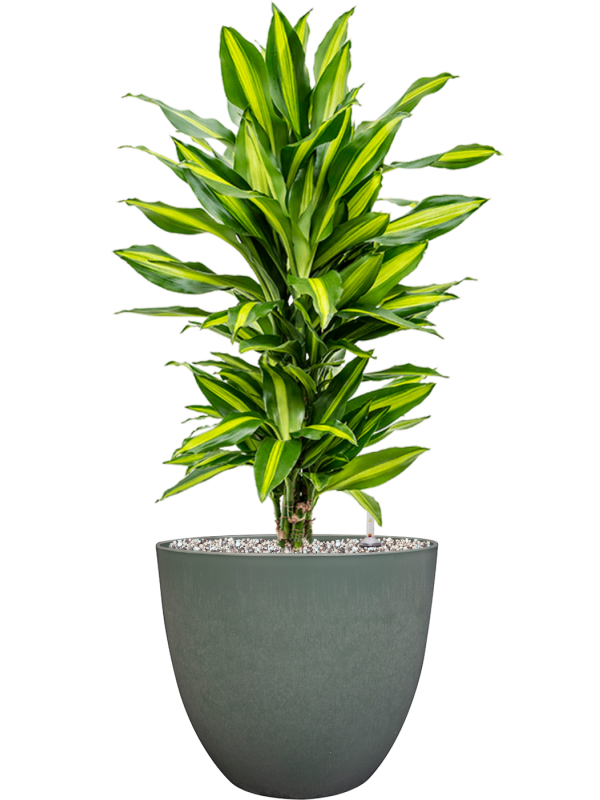 Ansamblu D28xH72cm cu planta naturala Dracaena fragrans 'Cintho' in ghiveci Artstone all inclusive set cu granule decorative