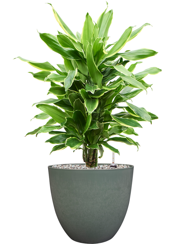 Ansamblu D28xH72cm cu planta naturala Dracaena fragrans 'Golden Coast' in ghiveci Artstone all inclusive set cu granule decorative