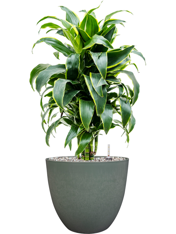 Ansamblu D28xH73cm cu planta naturala Dracaena fragrans 'Dorado' in ghiveci Artstone all inclusive set cu granule decorative