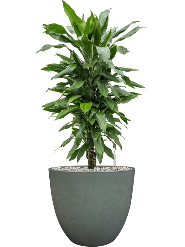 Ansamblu D28xH73cm cu planta naturala Dracaena fragrans 'Janet Lind' in ghiveci Artstone all inclusive set cu granule decorative