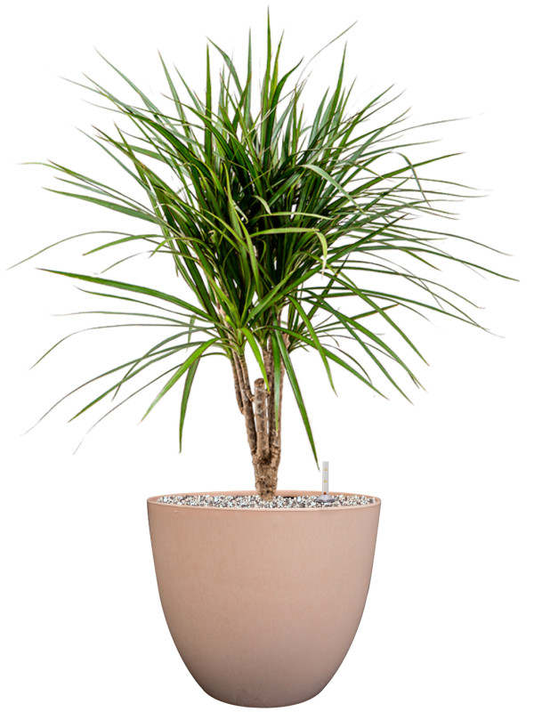 Ansamblu D28xH77cm cu planta naturala Dracaena marginata in ghiveci Artstone all inclusive set cu granule decorative