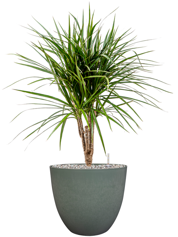Ansamblu D28xH78cm cu planta naturala Dracaena marginata in ghiveci Artstone all inclusive set cu granule decorative