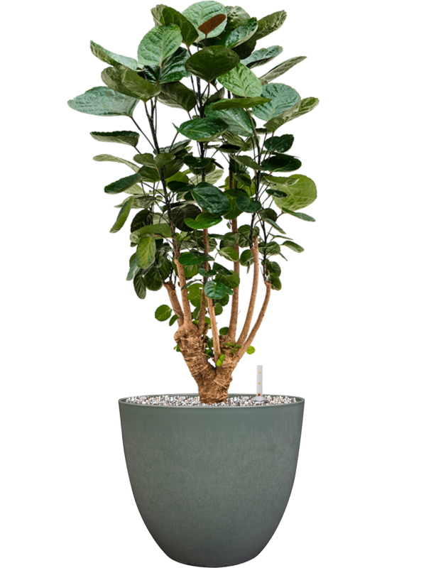 Ansamblu D28xH79cm cu planta naturala Aralia (Polyscias) 'Fabian' in ghiveci Artstone all inclusive set cu granule decorative
