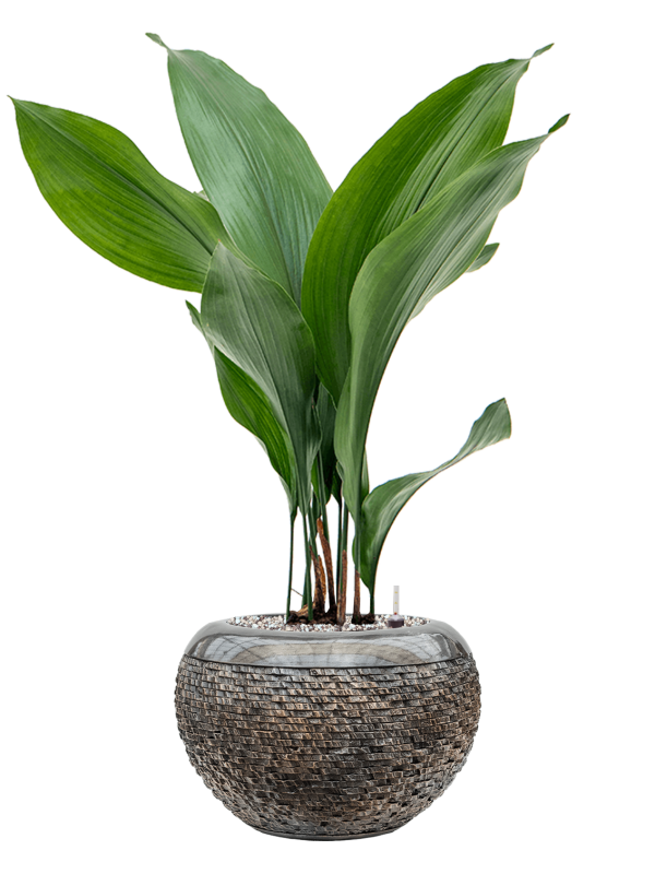 Ansamblu D28xH79cm cu planta naturala Aspidistra elatior in ghiveci Baq Luxe Lite Universe Layer all inclusive set cu granule decorative