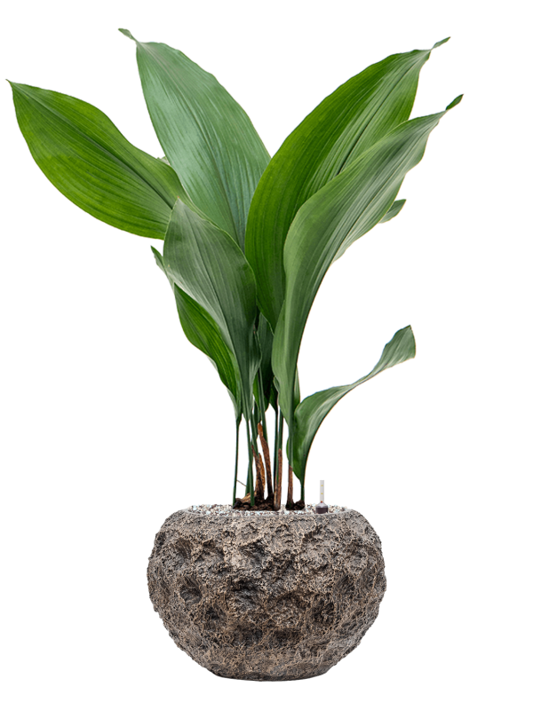 Ansamblu D28xH79cm cu planta naturala Aspidistra elatior in ghiveci Baq Luxe Lite Universe Moon all inclusive set cu granule decorative