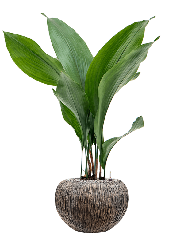 Ansamblu D28xH79cm cu planta naturala Aspidistra elatior in ghiveci Baq Luxe Lite Universe Waterfall all inclusive set cu granule decorative