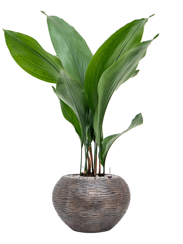 Ansamblu D28xH79cm cu planta naturala Aspidistra elatior in ghiveci Baq Luxe Lite Universe Wrinkle all inclusive set cu granule decorative