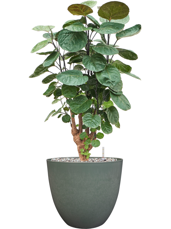 Ansamblu D28xH83cm cu planta naturala Aralia (Polyscias) 'Fabian' in ghiveci Artstone all inclusive set cu granule decorative