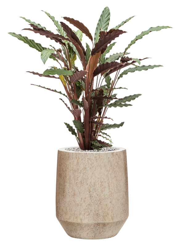 Ansamblu D28xH83cm cu planta naturala Calathea rufibarba 'Wavestar' in ghiveci Mineral all inclusive set cu granule decorative