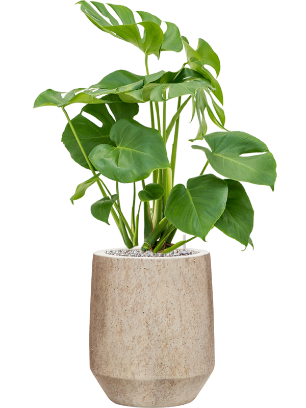 Ansamblu D28xH83cm cu planta naturala Monstera deliciosa in ghiveci Mineral all inclusive set cu granule decorative