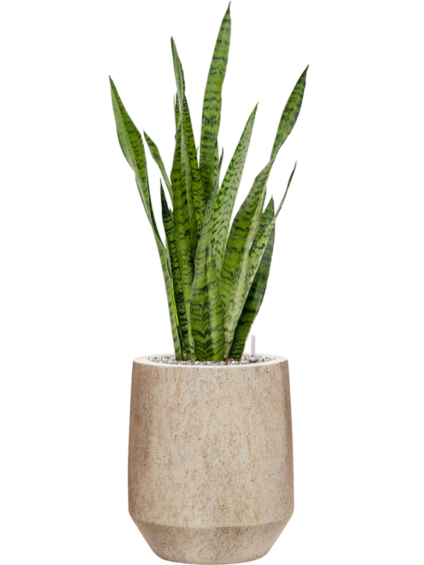 Ansamblu D28xH89cm cu planta naturala Sansevieria zeylanica in ghiveci Mineral all inclusive set cu granule decorative