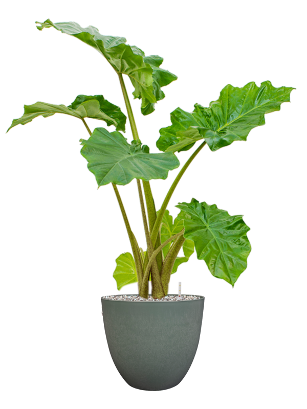 Ansamblu D28xH92cm cu planta naturala Alocasia 'Portodora' in ghiveci Artstone all inclusive set cu granule decorative