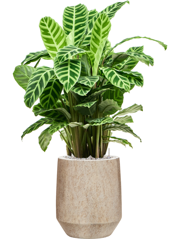 Ansamblu D28xH93cm cu planta naturala Calathea zebrina in ghiveci Mineral all inclusive set cu granule decorative