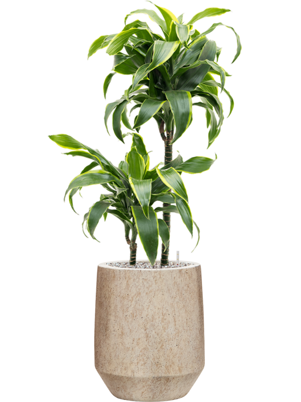 Ansamblu D28xH93cm cu planta naturala Dracaena fragrans 'Dorado' in ghiveci Mineral all inclusive set cu granule decorative