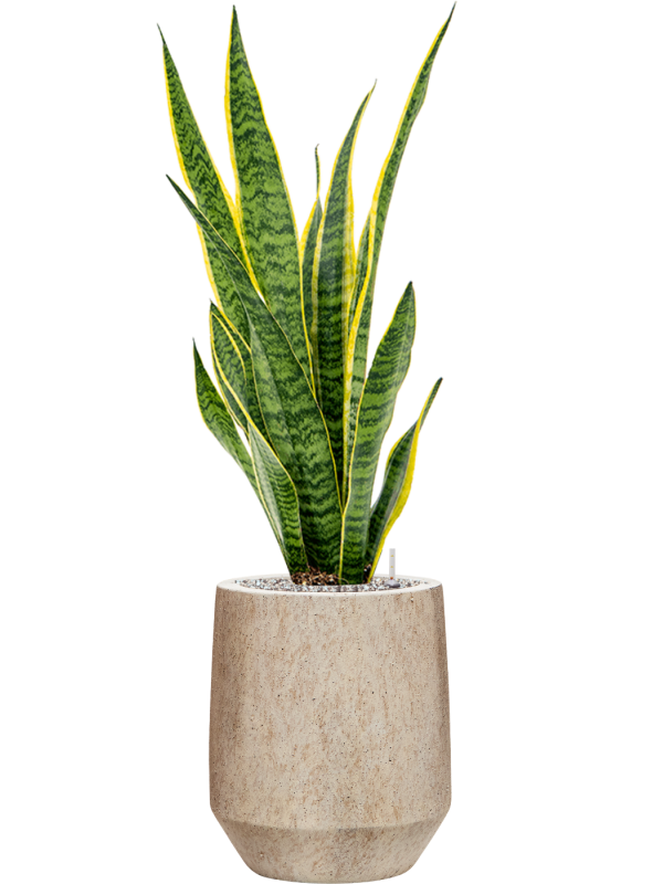 Ansamblu D28xH94cm cu planta naturala Sansevieria trifasciata 'Laurentii' in ghiveci Mineral all inclusive set cu granule decorative