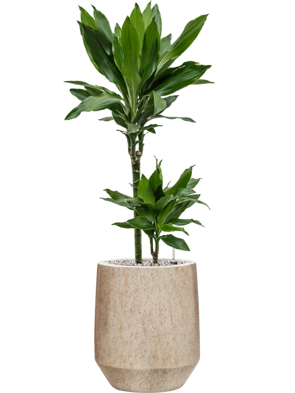 Ansamblu D28xH98cm cu planta naturala Dracaena fragrans 'Janet Lind' in ghiveci Mineral all inclusive set cu granule decorative