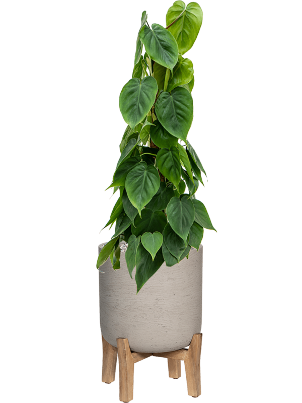 Ansamblu D29.5xH84cm cu planta naturala Philodendron scandens in ghiveci Rough With Feet Low all inclusive set cu granule decorative