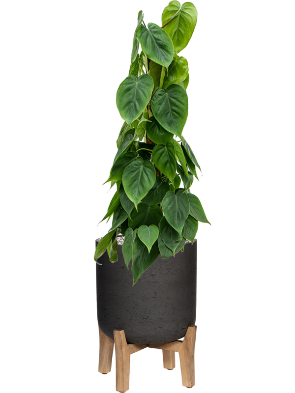 Ansamblu D29.5xH85cm cu planta naturala Philodendron scandens in ghiveci Rough With Feet Low all inclusive set cu granule decorative